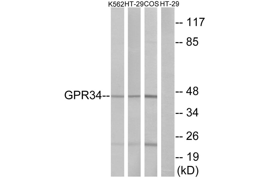 Western Blot - Anti-GPR34 Antibody (G337) - Antibodies.com