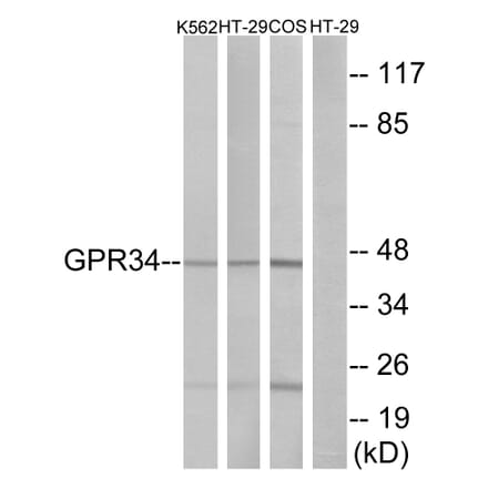 Western Blot - Anti-GPR34 Antibody (G337) - Antibodies.com