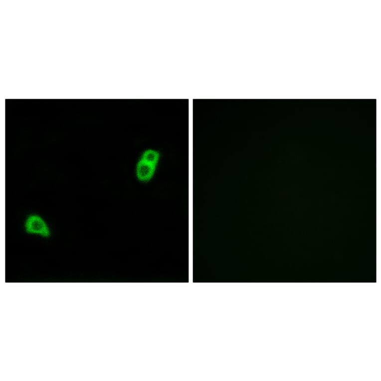 Immunofluorescence - Anti-GPR34 Antibody (G337) - Antibodies.com