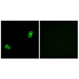 Immunofluorescence - Anti-GPR34 Antibody (G337) - Antibodies.com