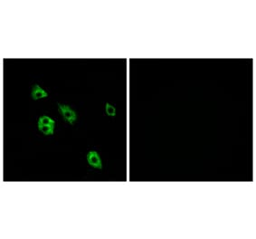 Immunofluorescence - Anti-GPR27 Antibody (G333) - Antibodies.com