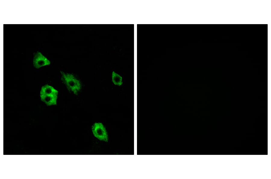 Immunofluorescence - Anti-GPR27 Antibody (G333) - Antibodies.com
