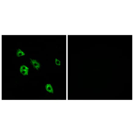 Immunofluorescence - Anti-GPR27 Antibody (G333) - Antibodies.com