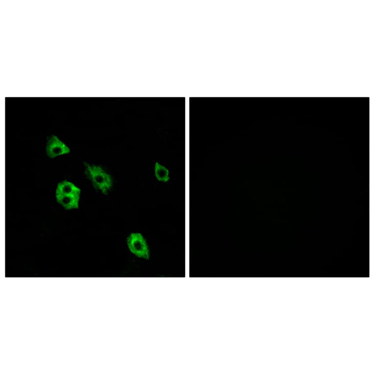 Immunofluorescence - Anti-GPR27 Antibody (G333) - Antibodies.com