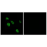 Immunofluorescence - Anti-GPR27 Antibody (G333) - Antibodies.com