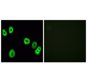 Immunofluorescence - Anti-GPR18 Antibody (G326) - Antibodies.com