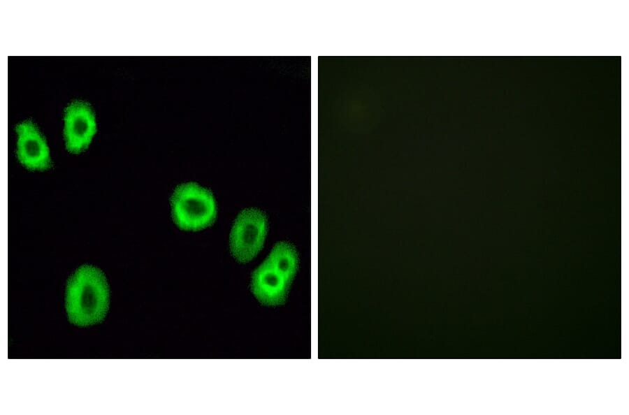 Immunofluorescence - Anti-GPR18 Antibody (G326) - Antibodies.com