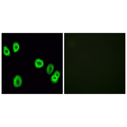 Immunofluorescence - Anti-GPR18 Antibody (G326) - Antibodies.com