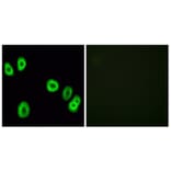 Immunofluorescence - Anti-GPR18 Antibody (G326) - Antibodies.com