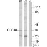 Western Blot - Anti-GPR18 Antibody (G326) - Antibodies.com