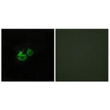 Immunofluorescence - Anti-GHRHR Antibody (G271) - Antibodies.com