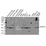 Western Blot - Anti-GHRHR Antibody (G271) - Antibodies.com