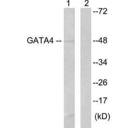 Western Blot - Anti-GATA4 Antibody (B0935) - Antibodies.com