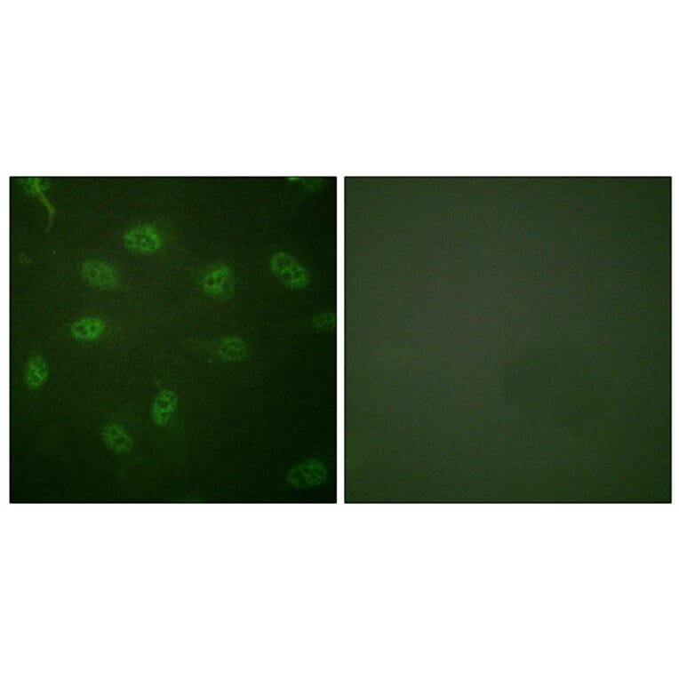 Immunofluorescence - Anti-GATA4 Antibody (B0935) - Antibodies.com