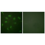 Immunofluorescence - Anti-GATA4 Antibody (B0935) - Antibodies.com
