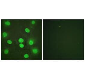 Immunofluorescence - Anti-GATA4 Antibody (B0934) - Antibodies.com