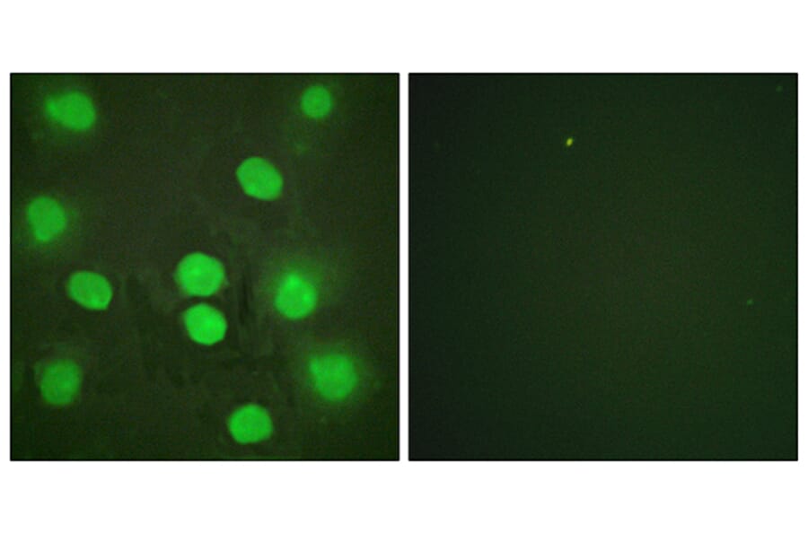 Immunofluorescence - Anti-GATA4 Antibody (B0934) - Antibodies.com