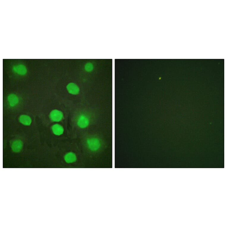Immunofluorescence - Anti-GATA4 Antibody (B0934) - Antibodies.com