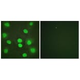Immunofluorescence - Anti-GATA4 Antibody (B0934) - Antibodies.com