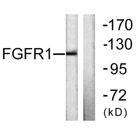 Western Blot - Anti-FGFR1 Antibody (B0481) - Antibodies.com
