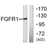Western Blot - Anti-FGFR1 Antibody (B0481) - Antibodies.com
