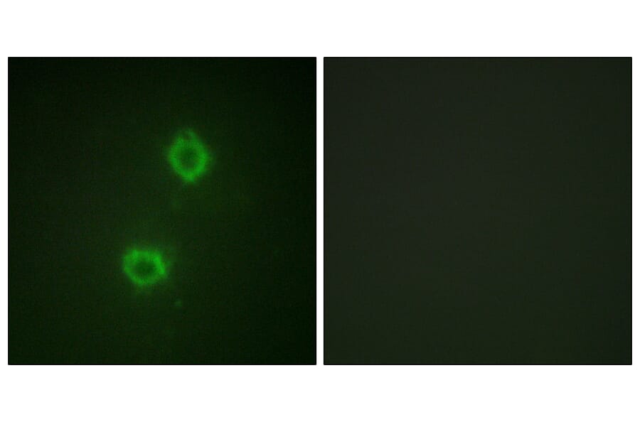 Immunofluorescence - Anti-FGFR1 Antibody (B0481) - Antibodies.com