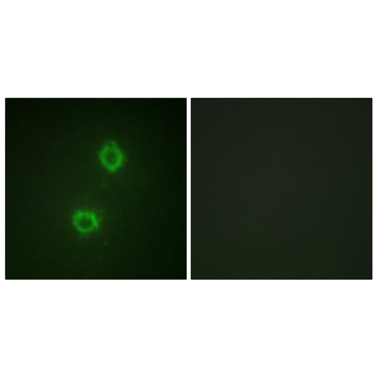 Immunofluorescence - Anti-FGFR1 Antibody (B0481) - Antibodies.com