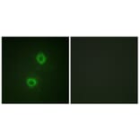 Immunofluorescence - Anti-FGFR1 Antibody (B0481) - Antibodies.com
