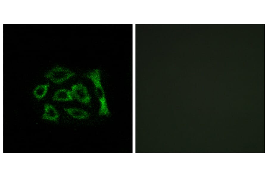 Immunofluorescence - Anti-ERD22 Antibody (C15673) - Antibodies.com