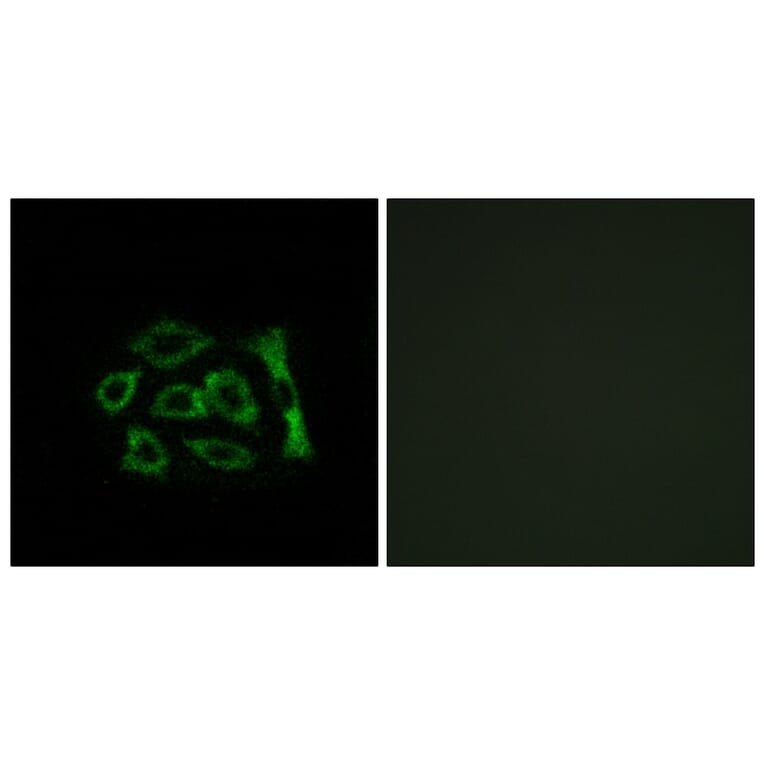 Immunofluorescence - Anti-ERD22 Antibody (C15673) - Antibodies.com