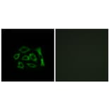 Immunofluorescence - Anti-ERD22 Antibody (C15673) - Antibodies.com