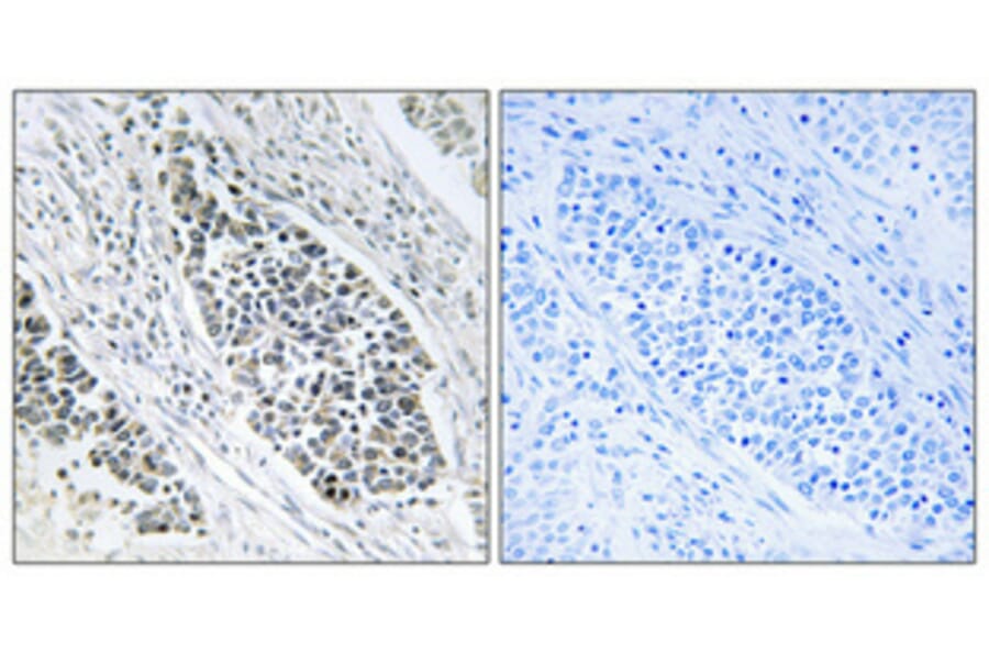 Immunohistochemistry - Anti-ERD22 Antibody (C15673) - Antibodies.com