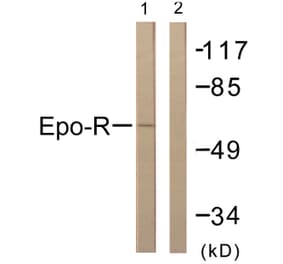 Western Blot - Anti-Epo-R Antibody (B0917) - Antibodies.com