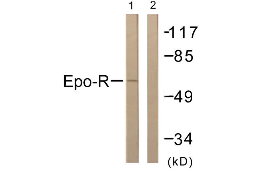 Western Blot - Anti-Epo-R Antibody (B0917) - Antibodies.com