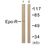 Western Blot - Anti-Epo-R Antibody (B0917) - Antibodies.com