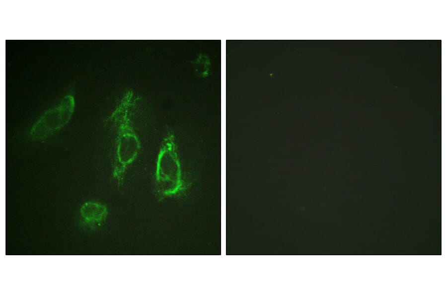 Immunofluorescence - Anti-Epo-R Antibody (B0917) - Antibodies.com