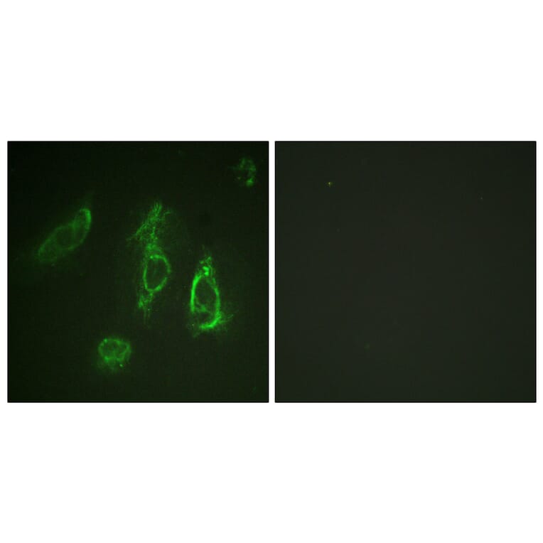 Immunofluorescence - Anti-Epo-R Antibody (B0917) - Antibodies.com