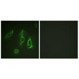 Immunofluorescence - Anti-Epo-R Antibody (B0917) - Antibodies.com