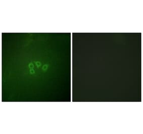 Immunofluorescence - Anti-eIF4B Antibody (B0641) - Antibodies.com