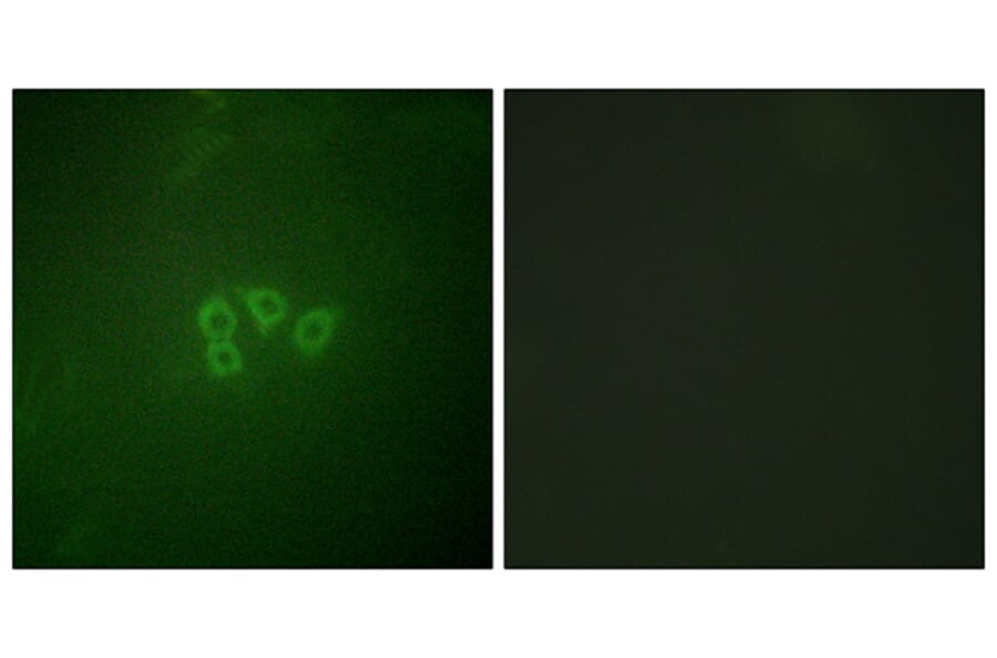 Immunofluorescence - Anti-eIF4B Antibody (B0641) - Antibodies.com