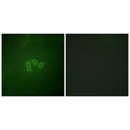 Immunofluorescence - Anti-eIF4B Antibody (B0641) - Antibodies.com