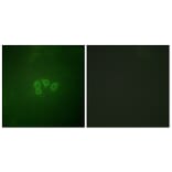 Immunofluorescence - Anti-eIF4B Antibody (B0641) - Antibodies.com