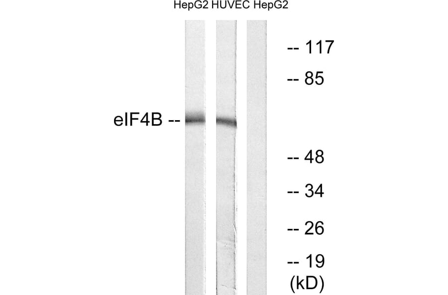 Western Blot - Anti-eIF4B Antibody (B0641) - Antibodies.com