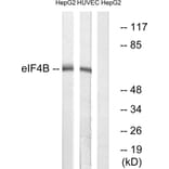 Western Blot - Anti-eIF4B Antibody (B0641) - Antibodies.com