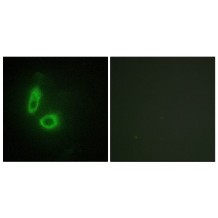 Immunofluorescence - Anti-EFNA1 Antibody (C10440) - Antibodies.com
