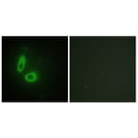 Immunofluorescence - Anti-EFNA1 Antibody (C10440) - Antibodies.com