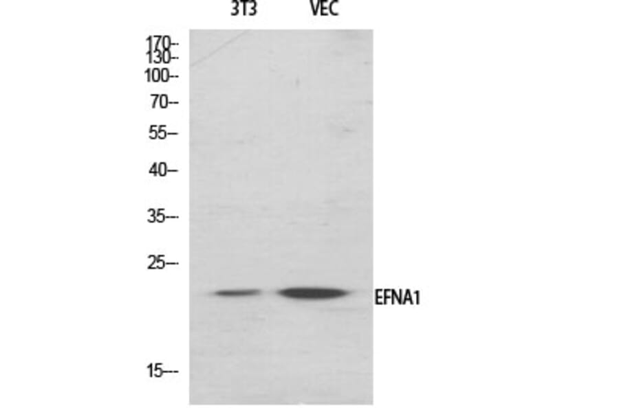 Western Blot - Anti-EFNA1 Antibody (C10440) - Antibodies.com