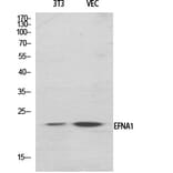 Western Blot - Anti-EFNA1 Antibody (C10440) - Antibodies.com