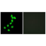 Immunofluorescence - Anti-DYR1A Antibody (C11002) - Antibodies.com