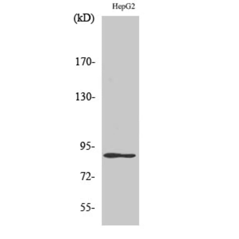 Western Blot - Anti-DYR1A Antibody (C11002) - Antibodies.com